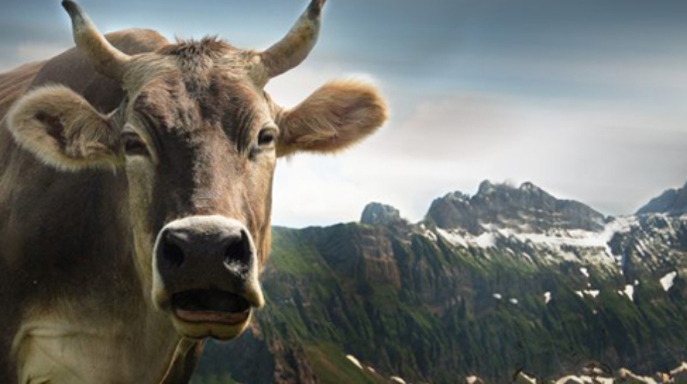 cow-1615890_1920-750x410