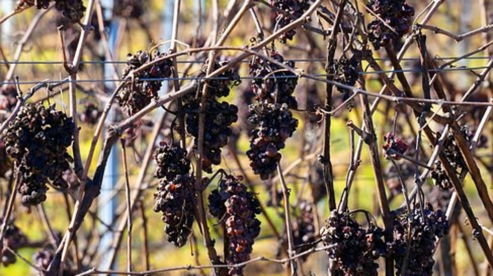 grapes-4004477__340