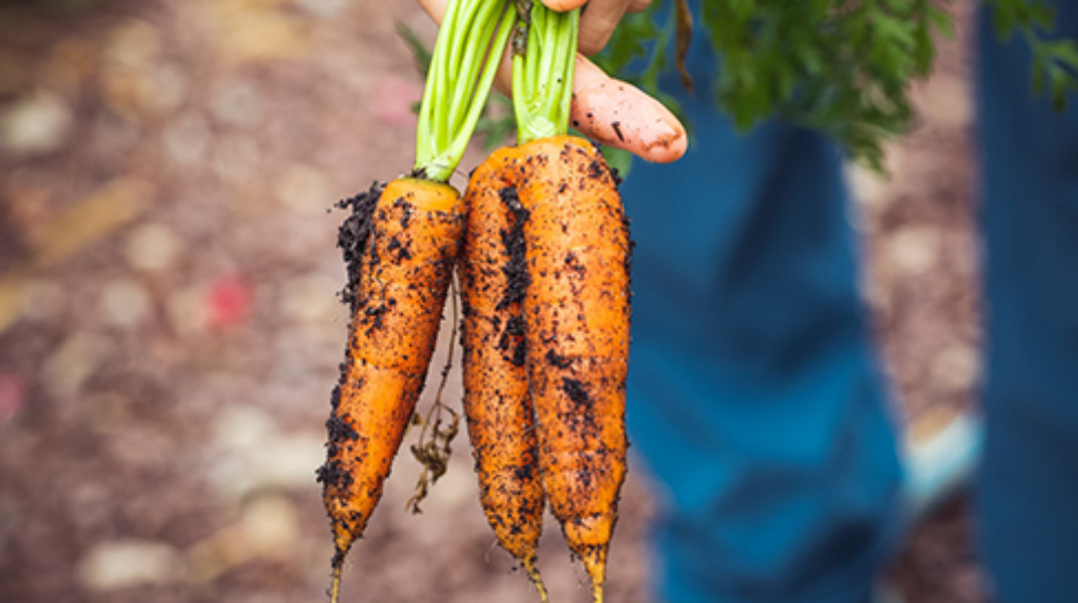 pexels-markus-spiske-1268101